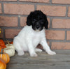 Mini Labradoodle For Sale Millersburg OH Female-Bella