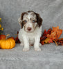 Mini Labradoodle For Sale Millersburg OH Male-Cooper