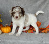 Mini Labradoodle For Sale Millersburg OH Male-Cooper