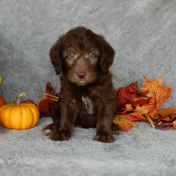 Mini Labradoodle For Sale Millersburg OH Male-Max