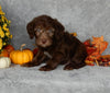 Mini Labradoodle For Sale Millersburg OH Male-Max