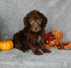 Mini Labradoodle For Sale Millersburg OH Male-Max