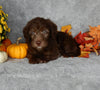 Mini Labradoodle For Sale Millersburg OH Male-Max