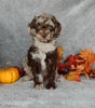 Mini Labradoodle For Sale Millersburg OH Male-Toby