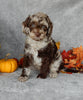 Mini Labradoodle For Sale Millersburg OH Male-Toby