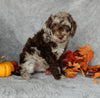 Mini Labradoodle For Sale Millersburg OH Male-Toby