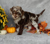 Mini Labradoodle For Sale Millersburg OH Male-Toby