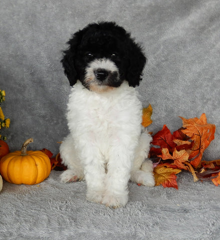 Mini Labradoodle For Sale Millersburg OH Male-Sam