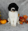 Mini Labradoodle For Sale Millersburg OH Male-Sam