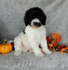 Mini Labradoodle For Sale Millersburg OH Male-Sam