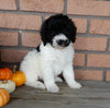 Mini Labradoodle For Sale Millersburg OH Male-Sam