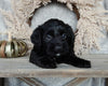 Medium F1 Labradoodle For Sale Millersburg OH Female-Darla