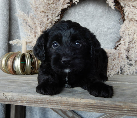 Medium F1 Labradoodle For Sale Millersburg OH Female-Darla