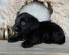 Medium F1 Labradoodle For Sale Millersburg OH Female-Darla