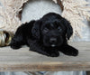 Medium F1 Labradoodle For Sale Millersburg OH Female-Darla