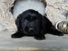 Medium F1 Labradoodle For Sale Millersburg OH Female-Daisy