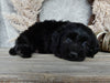 Medium F1 Labradoodle For Sale Millersburg OH Female-Daisy