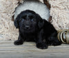 Medium F1 Labradoodle For Sale Millersburg OH Female-Daisy