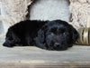 Medium F1 Labradoodle For Sale Millersburg OH Female-Daisy