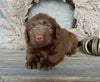 Medium F1 Labradoodle For Sale Millersburg OH Female-Dixie