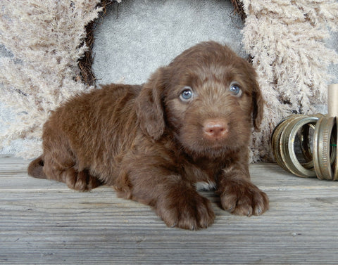 Medium F1 Labradoodle For Sale Millersburg OH Female-Dixie