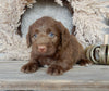 Medium F1 Labradoodle For Sale Millersburg OH Female-Dixie