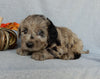 Medium F1 Labradoodle For Sale Millersburg OH Female-Dora