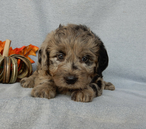 Medium F1 Labradoodle For Sale Millersburg OH Female-Dora