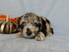 Medium F1 Labradoodle For Sale Millersburg OH Female-Dana