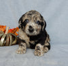 Medium F1 Labradoodle For Sale Millersburg OH Female-Dana