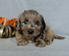 Medium F1 Labradoodle For Sale Millersburg OH Female-Dora