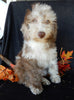 Mini Labradoodle For Sale Millersburg OH Female-Princess