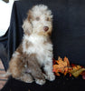 Mini Labradoodle For Sale Millersburg OH Female-Princess