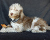 Mini Labradoodle For Sale Millersburg OH Female-Princess