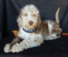 Mini Labradoodle For Sale Millersburg OH Female-Princess