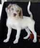 Mini Labradoodle For Sale Millersburg OH Female-Amber