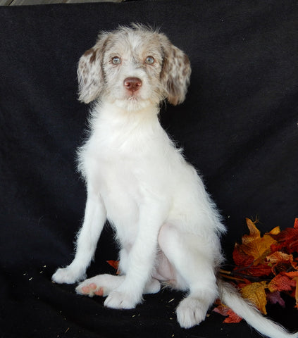 Mini Labradoodle For Sale Millersburg OH Female-Amber