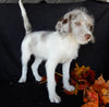 Mini Labradoodle For Sale Millersburg OH Female-Amber