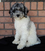 Mini Labradoodle For Sale Millersburg OH Female-Pumpkin