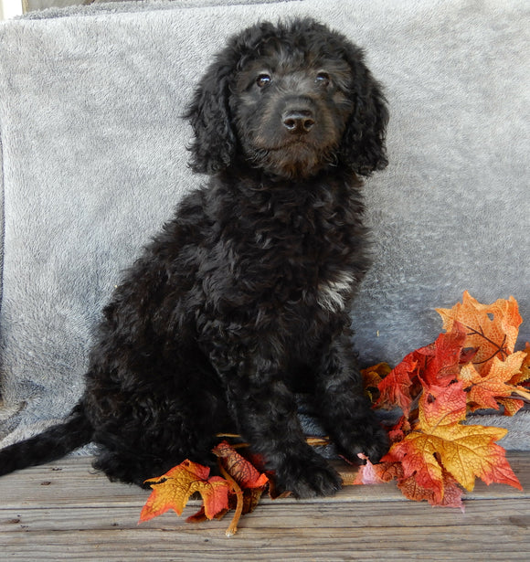 Mini Labradoodle For Sale Millersburg OH Female-Twinkie