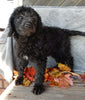 Mini Labradoodle For Sale Millersburg OH Female-Twinkie