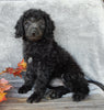 Mini Labradoodle For Sale Millersburg OH Female-Twinkie