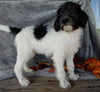 Mini Labradoodle For Sale Millersburg OH Female-Bella