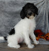 Mini Labradoodle For Sale Millersburg OH Female-Bella