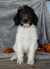 Mini Labradoodle For Sale Millersburg OH Female-Bella