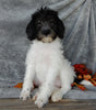 Mini Labradoodle For Sale Millersburg OH Female-Bella