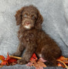 Mini F1B Labradoodle For Sale Millersburg OH Female-Bailey