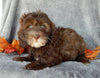 Mini F1B Labradoodle For Sale Millersburg OH Female-Beverly