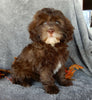 Mini F1B Labradoodle For Sale Millersburg OH Female-Beverly