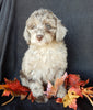 Mini F1B Labradoodle For Sale Millersburg OH Female-Bonnie